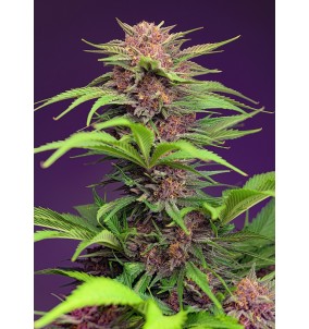 Sweet Seeds | Semi Red...