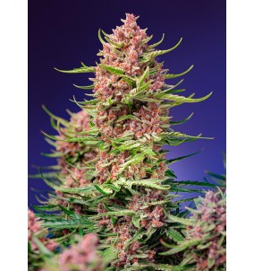 Sweet Seeds | Semi...