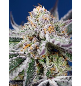 Sweet Seeds | Semi Orange...