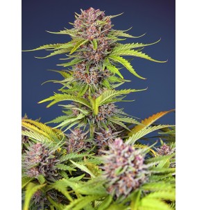 Sweet Seeds | Semi Mimosa...