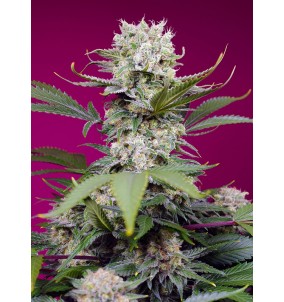 Sweet Seeds | Semi Sweet...