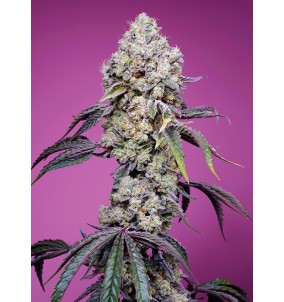 Sweet Seeds | Semi Sweet...