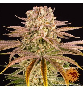 Barney's Farm | Semi...