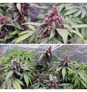 Dutch Passion | Semi Auto...