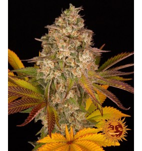 Barney's Farm | Semi...