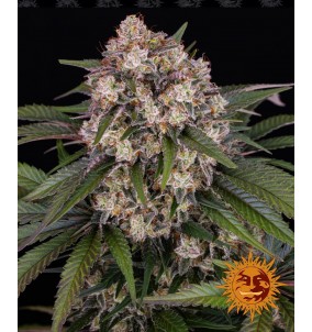 Barney's Farm | Semi OG...
