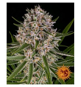 Barney's Farm | Semi Lemon...