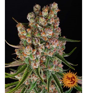 Barney's Farm | Semi GMO...