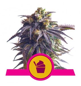 Royal Queen Seeds | Semi...