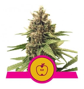 Royal Queen Seeds | Semi...