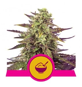 Royal Queen Seeds | Semi...