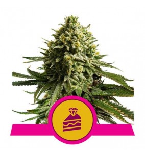 Royal Queen Seeds | Semi...