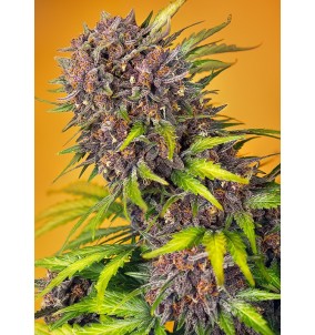 Sweet Seeds | Semi Diablo...