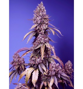 Sweet Seeds | Semi Black...