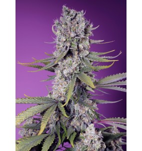 Sweet Seeds | Semi Papaya...