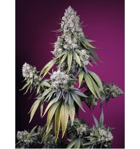 Sweet Seeds | Semi Jealousy...