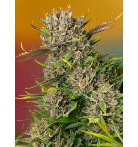 Sweet Seeds | Semi Papaya...