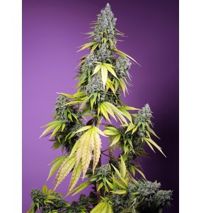 Sweet Seeds | Semi Jet Fuel...