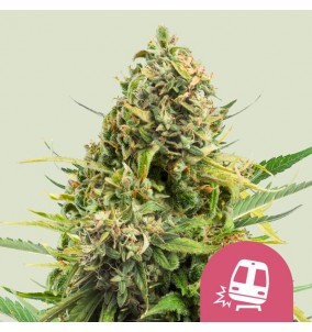 Royal Queen Seeds | Semi...