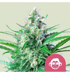 Royal Queen Seeds | Semi...