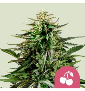 Royal Queen Seeds | Semi...