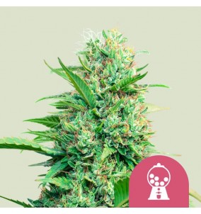Royal Queen Seeds | Semi...