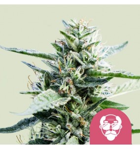 Royal Queen Seeds | Semi...