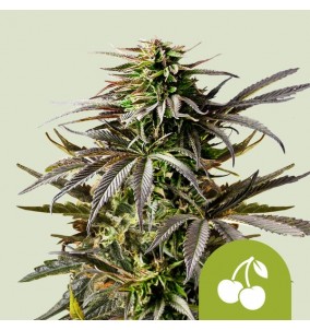Royal Queen Seeds | Semi...