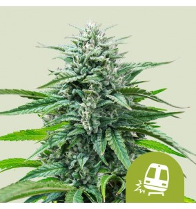 Royal Queen Seeds | Semi...