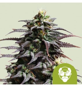 Royal Queen Seeds | Semi...