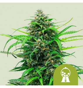 Royal Queen Seeds | Semi...