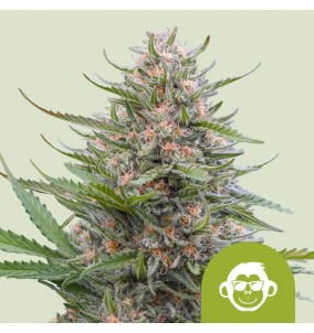 Royal Queen Seeds | Semi...