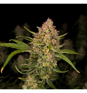 Fast Buds | Semi Guava Auto...