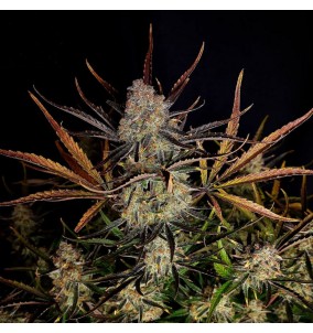 Fast Buds | Semi Apple...