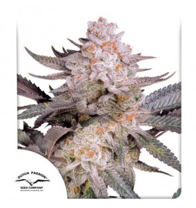 Dutch Passion | Semi Orange...