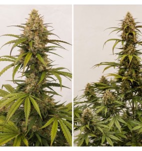 Dutch Passion | Semi Auto...