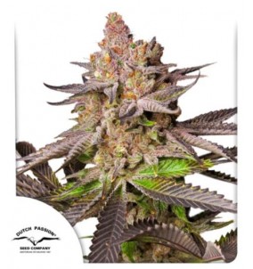 Dutch Passion | Semi...