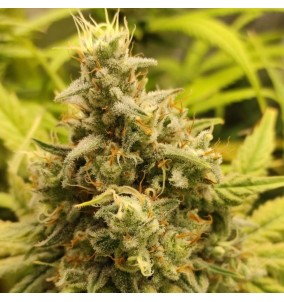 Dutch Passion | Semi...