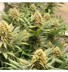 Dutch Passion | Semi...